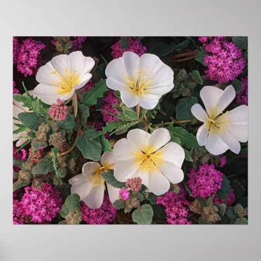 Desert Evening Primrose en Desert Sand Verbena Poster (Voorkant)