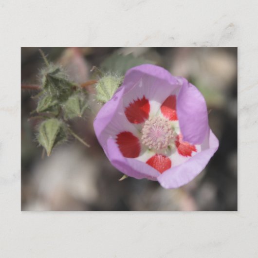 Desert Five Spot Briefkaart (Voorkant)