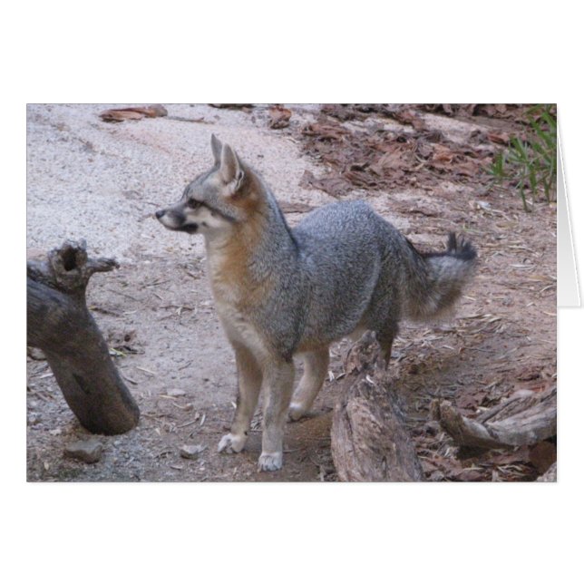 Desert Fox (Voorkant Horizontaal)