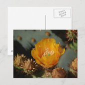 Desert Gold Briefkaart (Voorkant / Achterkant)