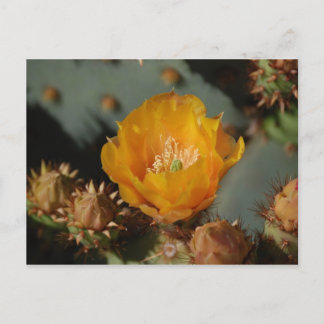 Desert Gold Briefkaart