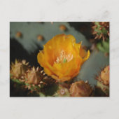 Desert Gold Briefkaart (Voorkant)