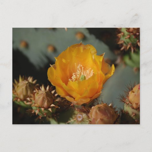 Desert Gold Briefkaart (Voorkant)