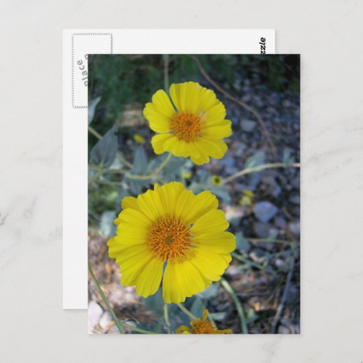 Desert Gold Briefkaart (Voorkant / Achterkant)