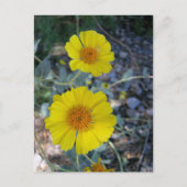 Desert Gold Briefkaart (Voorkant)