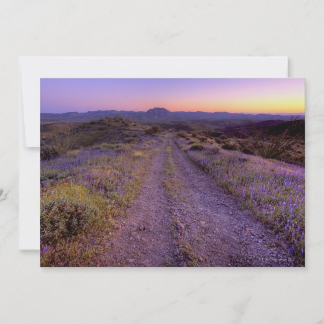 Desert Gravel Road (Voorkant)