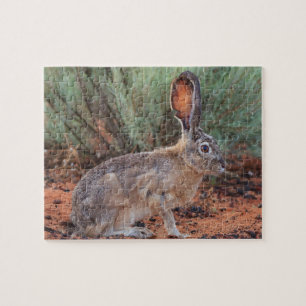 Desert Jackrabbit Legpuzzel