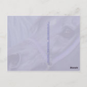 Desert Jewels Arabian paarden briefkaart (Achterkant)