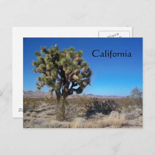 Desert Joshua Tree Briefkaart (Voorkant / Achterkant)
