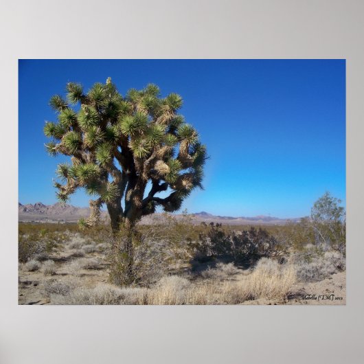 Desert Joshua Tree Poster (Voorkant)