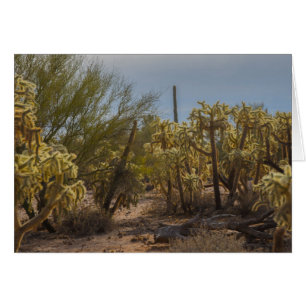 Desert La Cholla Cactus Photo Wenskaart