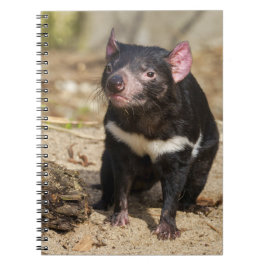 Desert Light – Tasmanian Devil Notitieboek