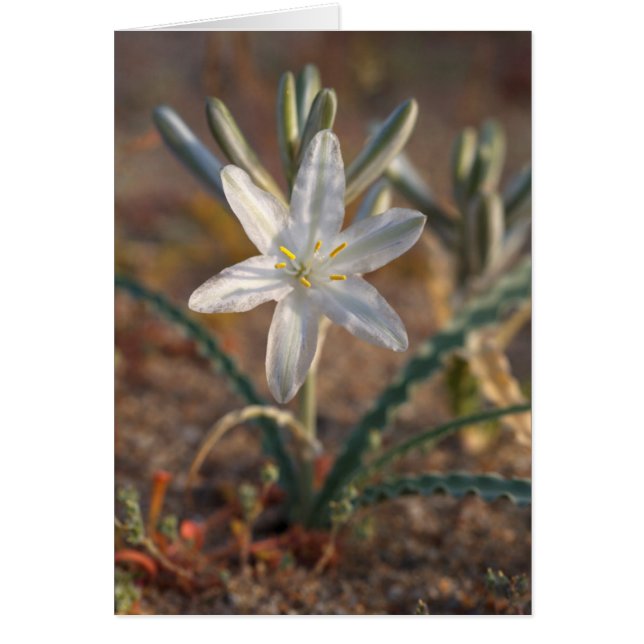 Desert Lily Wildbloblobloemen (Voorkant)