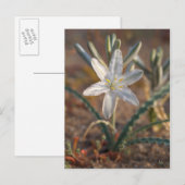 Desert Lily Wildbloblobloemen Briefkaart (Voorkant / Achterkant)