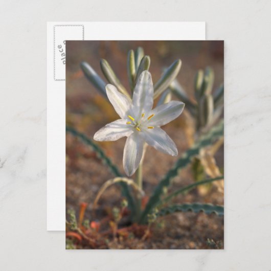Desert Lily Wildbloblobloemen Briefkaart (Voorkant / Achterkant)