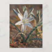 Desert Lily Wildbloblobloemen Briefkaart (Voorkant)
