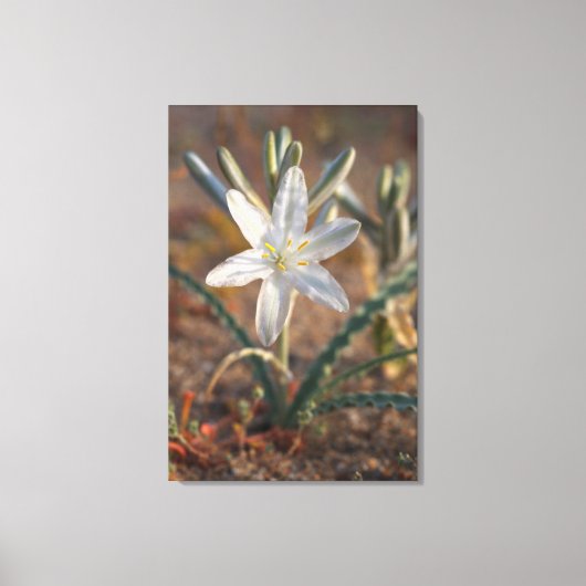 Desert Lily Wildbloblobloemen Canvas Afdruk (Voorkant)