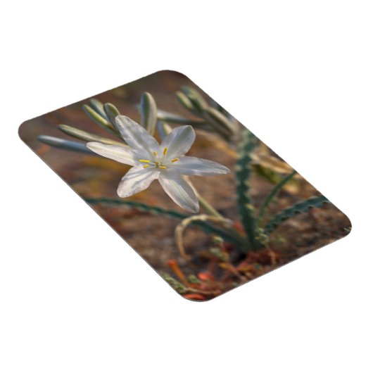 Desert Lily Wildbloblobloemen Magneet (Rechterzijde)