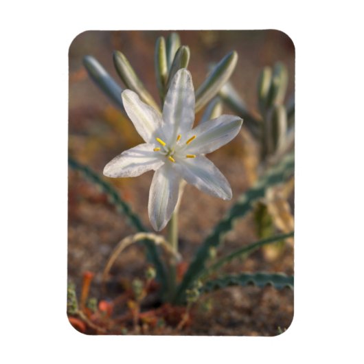 Desert Lily Wildbloblobloemen Magneet (Verticaal)