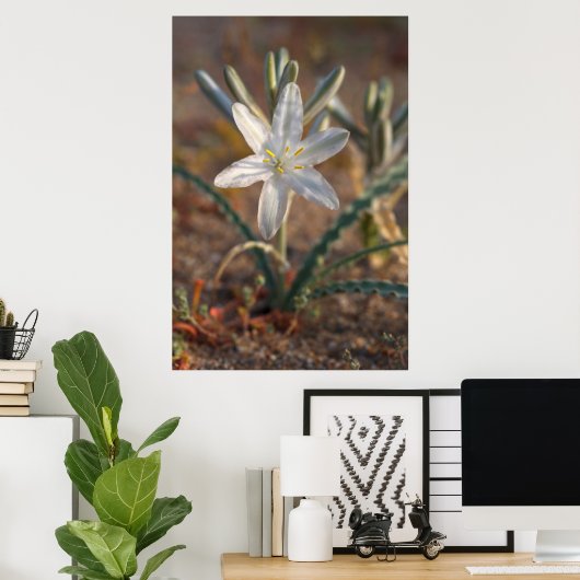 Desert Lily Wildbloblobloemen Poster (Thuiskantoor)