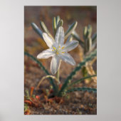 Desert Lily Wildbloblobloemen Poster (Voorkant)