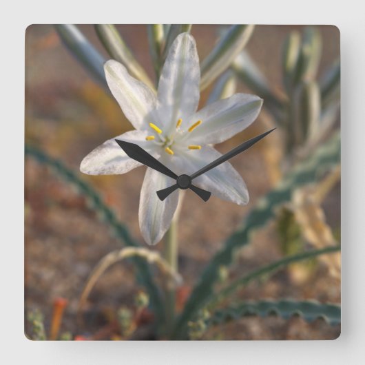 Desert Lily Wildbloblobloemen Vierkante Klok (Voorkant)