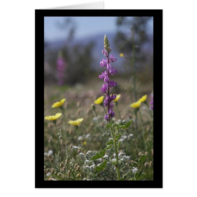 Desert Lupine (Voorkant)