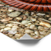 Desert Millipede Poster (Hoek)