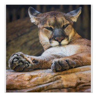 Desert Monarch: The Resting Cougar Perfect Poster
