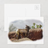 Desert Mountain Sheep Briefkaart (Voorkant / Achterkant)