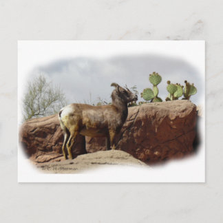 Desert Mountain Sheep Briefkaart