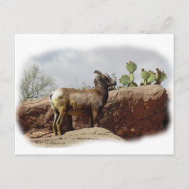 Desert Mountain Sheep Briefkaart