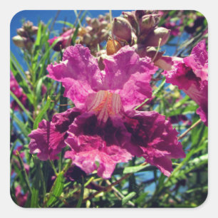 Desert Orchid Bloom Foto Levendige Roze Paarse Blo Vierkante Sticker