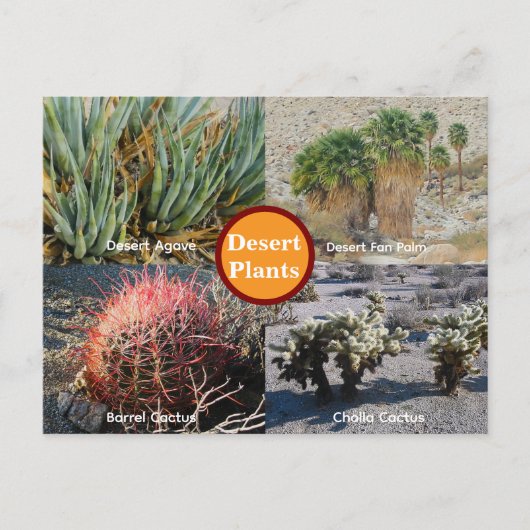 Desert Plants Postcard Briefkaart (Voorkant)