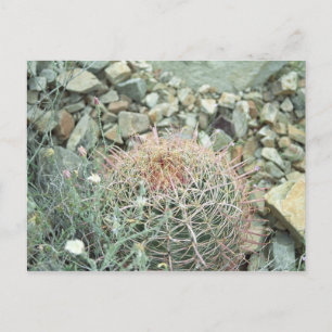 Desert Poetry Cactus Arizona Foto Briefkaart