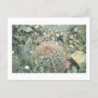 Desert Poetry Cactus Arizona Foto Briefkaart