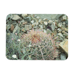Desert Poetry Cactus Decorative Fridge Magnet Magneet