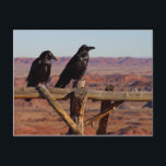 Desert Ravens Briefkaart<br><div class="desc">Desert Ravens. Public Domain Photo met dank aan pdphoto.org.</div>