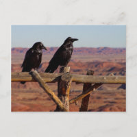 Desert Ravens