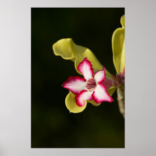 Desert-Roos (Adenium Obesum), Zuid-Afrika Poster