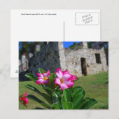 Desert Roos bij Sugar Mill, St. John, U.S.V.I. Briefkaart (Voorkant / Achterkant)