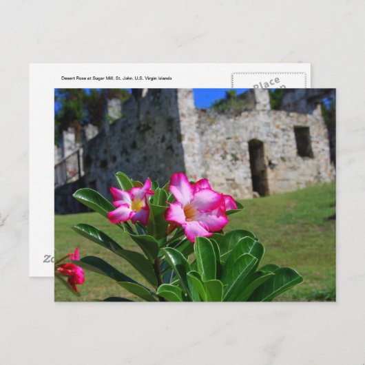 Desert Roos bij Sugar Mill, St. John, U.S.V.I. Briefkaart (Voorkant / Achterkant)