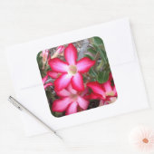 Desert Roos stickers (Envelop)