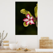 Desert-Rose (Adenium Obesum), South Africa Poster (Keuken)