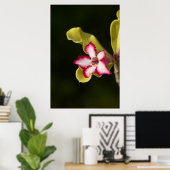 Desert-Rose (Adenium Obesum), South Africa Poster (Thuiskantoor)