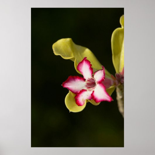 Desert-Rose (Adenium Obesum), South Africa Poster (Voorkant)