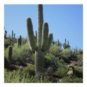 Desert Saguaro Perfect Poster