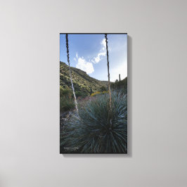 Desert Southwest Sotol Planten Schilderachtig Afbe Canvas Afdruk
