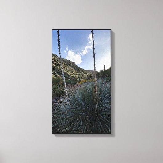 Desert Southwest Sotol Planten Schilderachtig Afbe Canvas Afdruk (Voorkant)