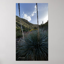 Desert Southwest Sotol Planten Schilderachtig Afbe Poster
